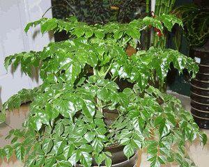 办公室装植物，提高工作效率（选择什么植物）