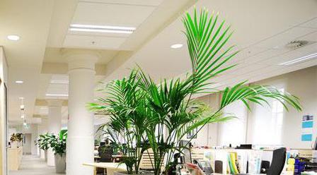 办公室进门适合放哪些植物（打造舒适办公环境）