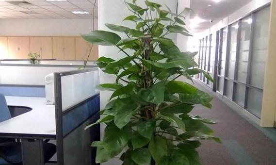 办公室进门适合放哪些植物（打造舒适办公环境）