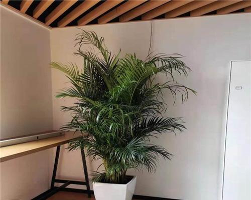 办公室进门适合放哪些植物（打造舒适办公环境）