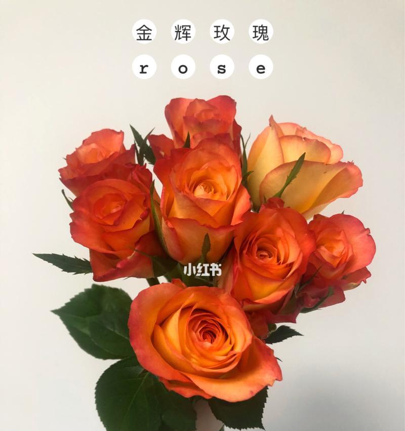 橙色玫瑰花语（明亮热烈的色彩传达出不同寓意）