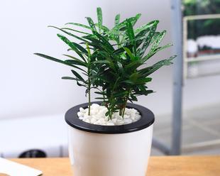 打造舒适办公环境的盆景植物（让绿色植物点缀你的办公室）