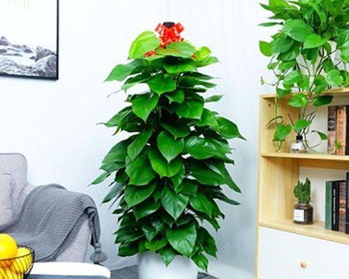 打造舒适办公环境的盆景植物（让绿色植物点缀你的办公室）