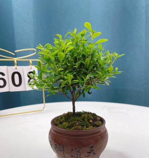 以赤楠代表意思的探讨（赤楠）
