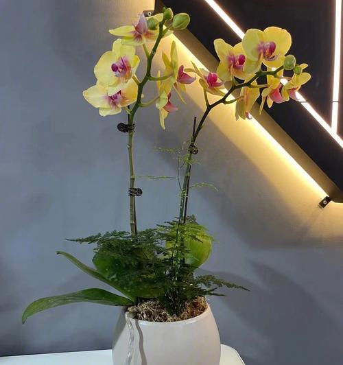 办公室阴面适合养什么花（打造舒适办公环境的小技巧）