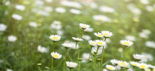 雏菊的花语及寓意（探寻雏菊所代表的情感与意义）