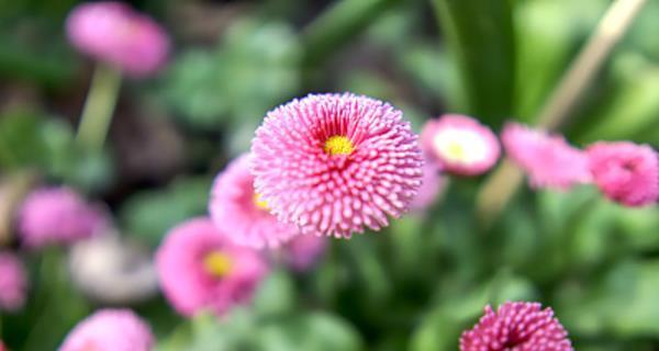 雏菊花语的丰富意义（颜色与花语的奇妙联结）