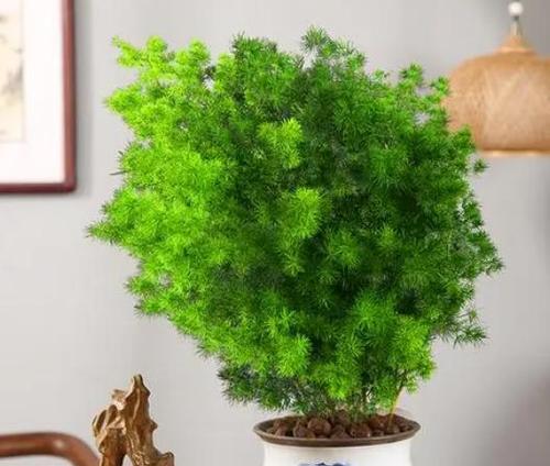 如何在办公室摆放植物才能带来好风水（探究办公桌摆放什么植物好）