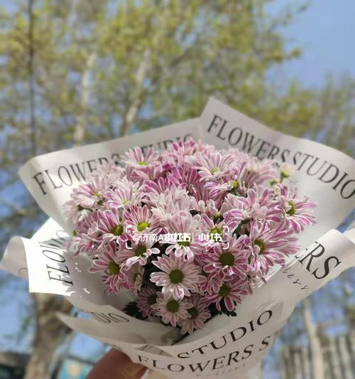雏菊花的美丽与坚韧（探寻雏菊花的寓意与生命力）