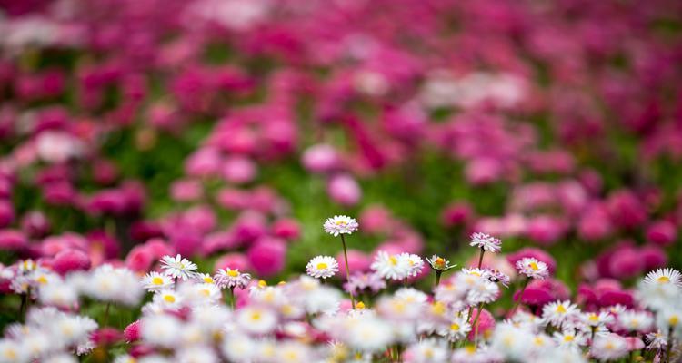 雏菊花的美丽与坚韧（探寻雏菊花的寓意与生命力）