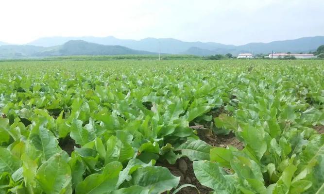 探讨半沙土的特点和适合种植的蔬菜品种（探讨半沙土的特点和适合种植的蔬菜品种）