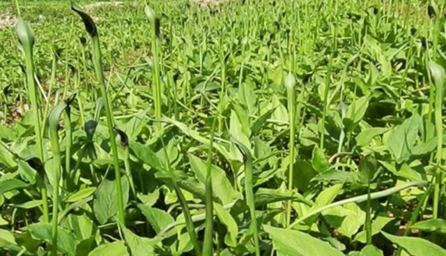半夏病虫害防治与管理（有效控制半夏病虫害）