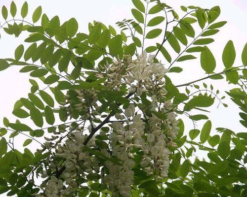 刺槐花语的美丽与寓意（探寻刺槐花的神秘与魅力）