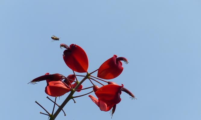 刺桐花的花语（花开傲然）