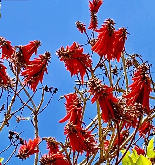 刺桐花的花语（花开傲然）