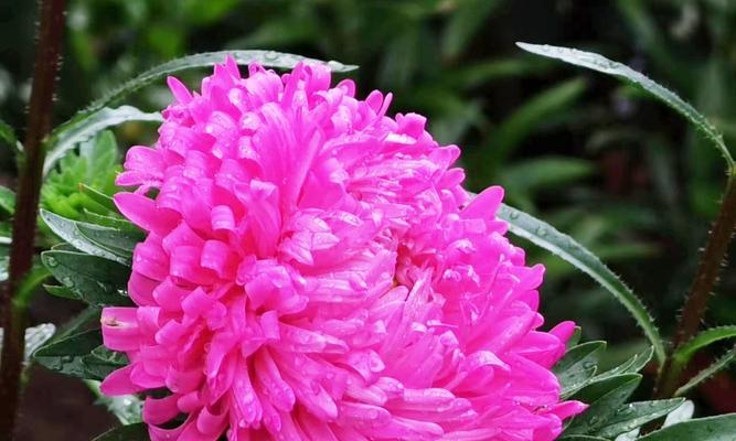 翠菊花语（坚韧与忠诚的翠菊花语）