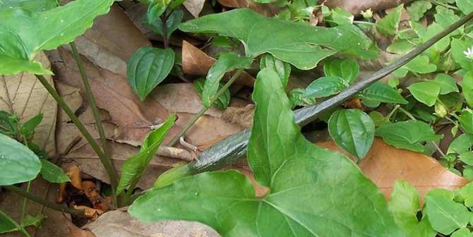 半夏是什么植物（探究半夏的分类、特征与应用）