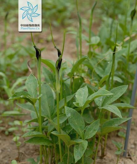 半夏是什么植物（探究半夏的分类、特征与应用）