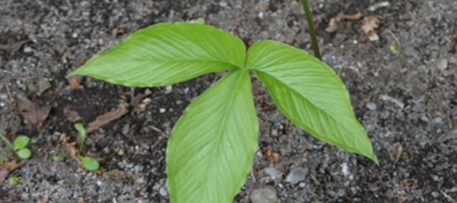 半夏施肥（选择肥料的因素）