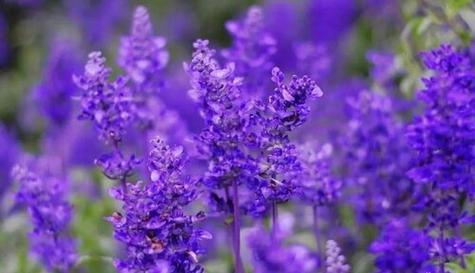 打结花的花语与寓意（打结花）