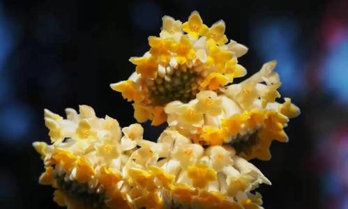 打结花的花语与寓意（打结花）
