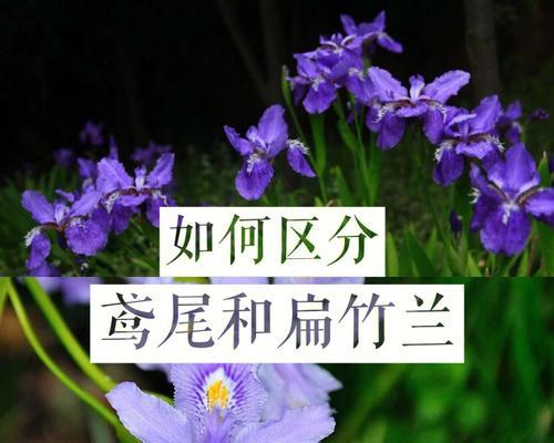 大扁竹兰的花语（大自然的智慧与美丽在大扁竹兰中绽放）