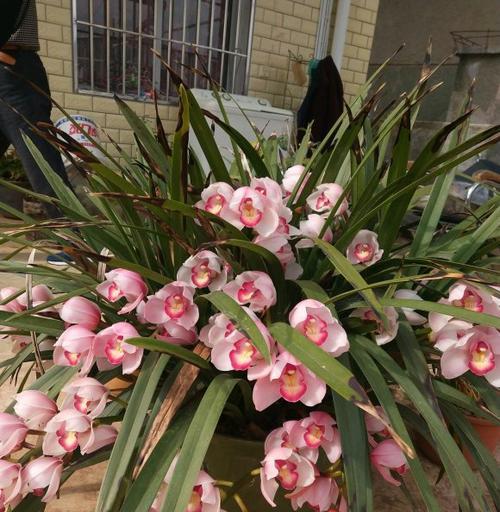 大花蕙兰的花语与意义（探寻大花蕙兰的隐含信息及美丽含义）