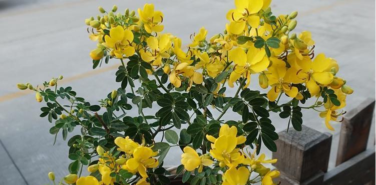 半阴耐寒花卉盛开——优美花海一览（打造低碳环保）