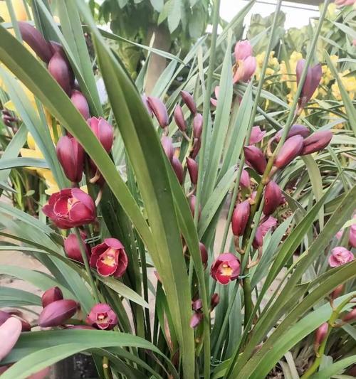 大花蕙兰的花语与意义（探寻大花蕙兰的隐含信息及美丽含义）