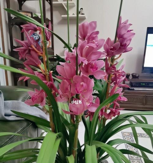 大花蕙兰（揭示大花蕙兰寓意的鲜花之谜）