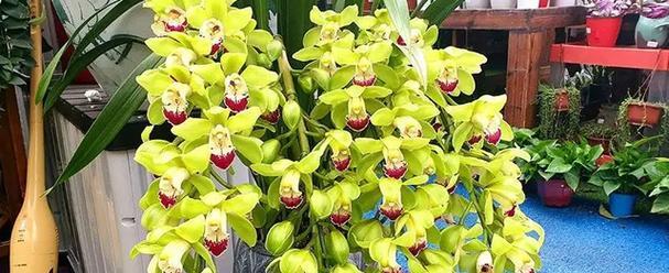 大花蕙兰（揭示大花蕙兰寓意的鲜花之谜）