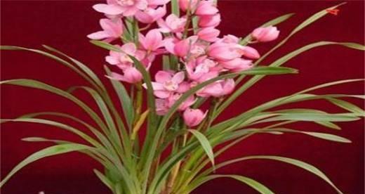 大花蕙兰（揭示大花蕙兰寓意的鲜花之谜）