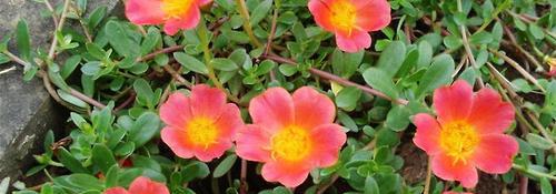 半枝莲的开花时间（了解半枝莲花期）