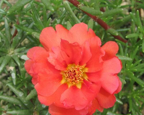半枝莲的开花时间（了解半枝莲花期）