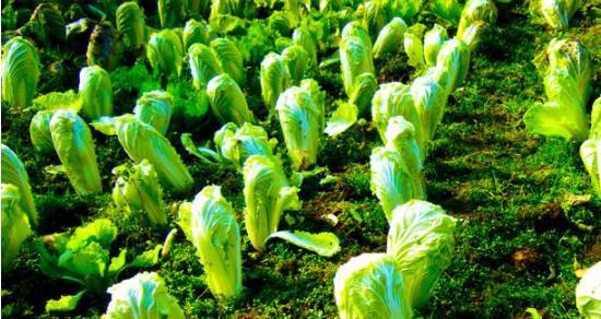 棒棒菜的种植方法和时间详解（打造丰收的棒棒菜园地）