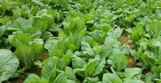 如何选择最佳棒菜种植时间和方法（探索种植棒菜的最佳时机和关键技巧）