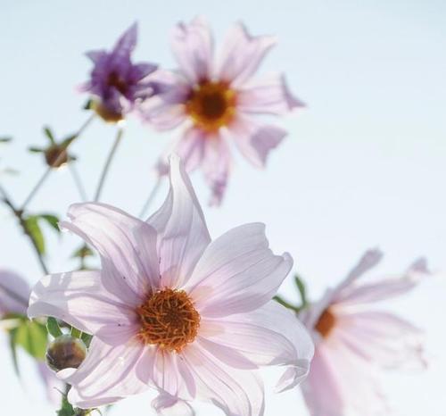 以代表暗恋与守护的花（探寻花语中的秘密之恋）