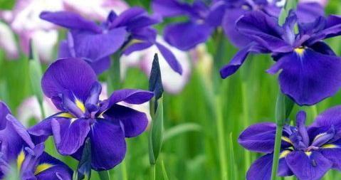 绽放春天的花朵（春风拂面）