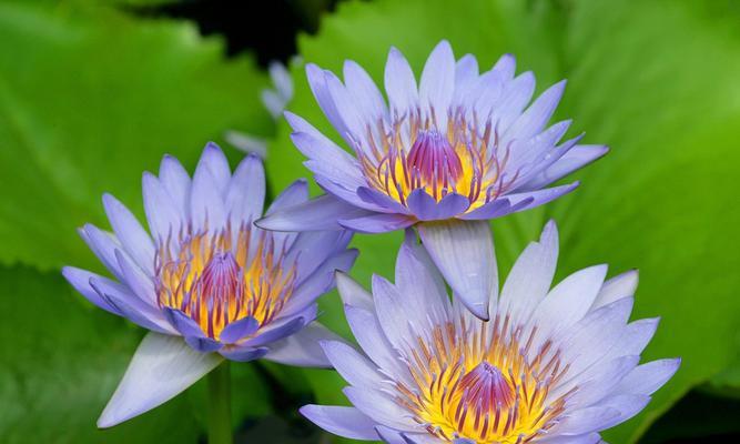 高冷孤傲的花之美丽花卉品种探秘（与花语相映成趣）