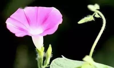 高冷孤傲的花之美丽花卉品种探秘（与花语相映成趣）