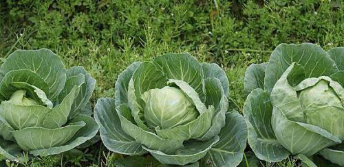 包菜发苦是为什么（探究包菜发苦的原因及是否安全食用）