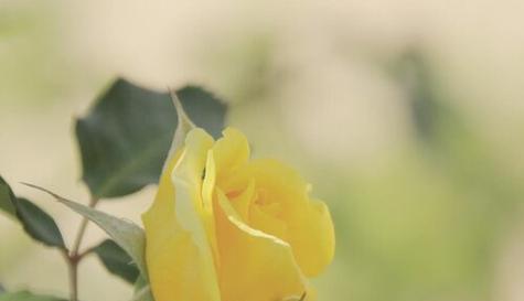 忧伤之花（以代表忧伤的花为主题）