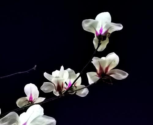 友情之花（以玫瑰为象征的友情的美丽和力量）