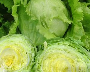 解读包菜——一个四季常见的美味蔬菜（来了解包菜的生长环境和特点）