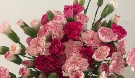 友谊之花绽放的美丽（以花语花为代表的友谊之美）