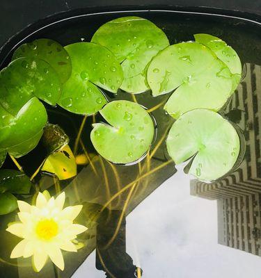 花开友谊长存（探索代表友谊长存的花与其寓意）
