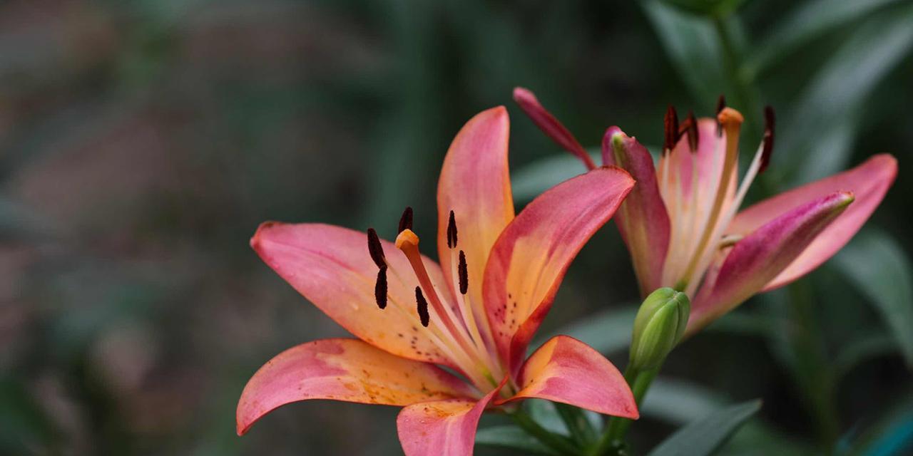 长久友谊的花——赏析代表友谊长久的花卉（以友谊之花为纽带）