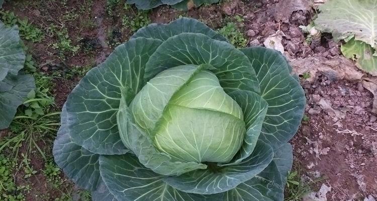 如何挑选新鲜美味的包菜