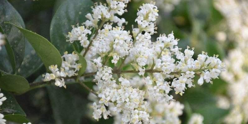 单生花的深意——走进花卉世界的窗口（用花语诠释情感）