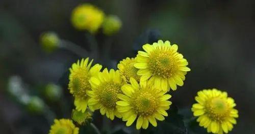 单生花的深意——走进花卉世界的窗口（用花语诠释情感）